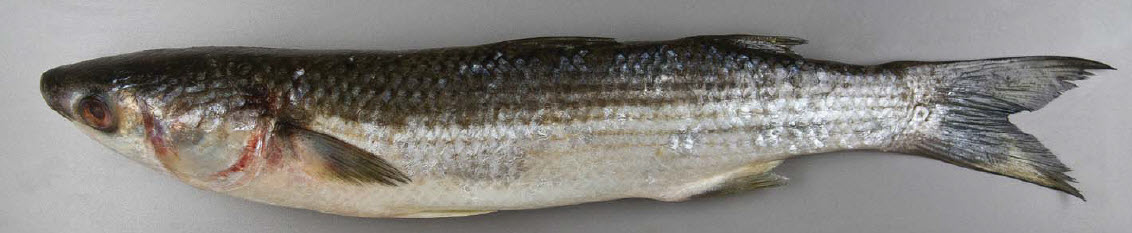 Mugil cephalus_02.jpg